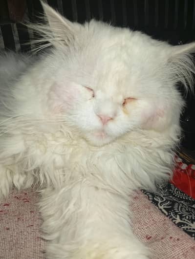 White pershian Adult Male Cat