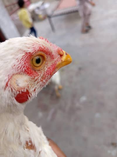 ASEEL HEERA WITH GREAT QUALITY