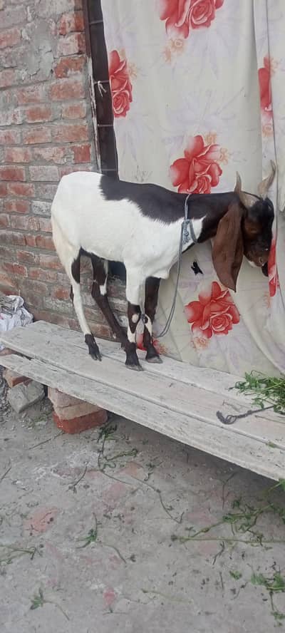 yeah ik Bakra ha or donda ha