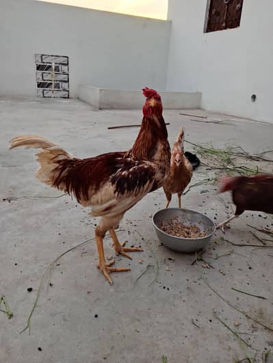 Aseel jora baht achi murghy ha