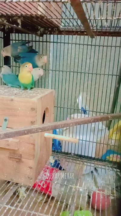 yellow pair 3ooo, white orange pair 3ooo, 5 Love birds 6ooo