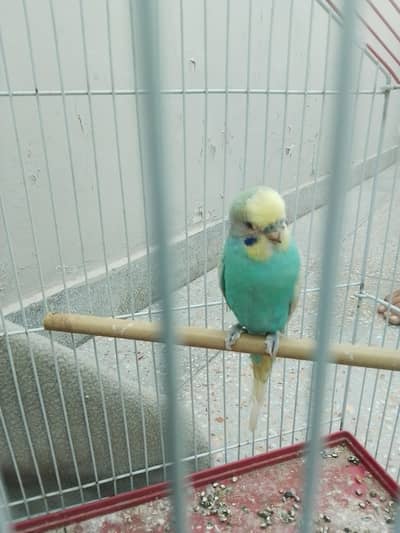 budgie