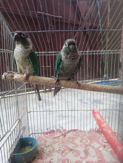 Blue Torquies double factor male with Black Chest black feet female