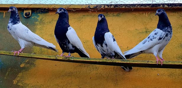 Rampuri & Teddy Pairs