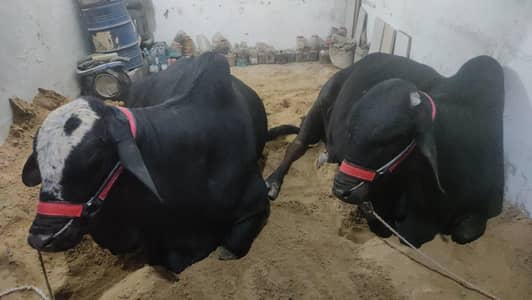 2L DIESEL EFI TURBO ENGINE+AUTOMATIC Gear(CROWN KA ORIGINAL)