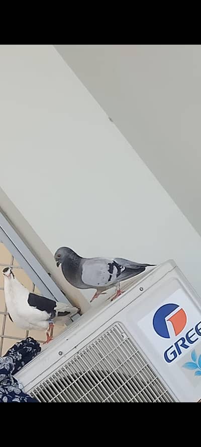 pair for sale jis bhai ko lena ho rbta kra