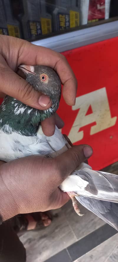 kamager mian shb walay