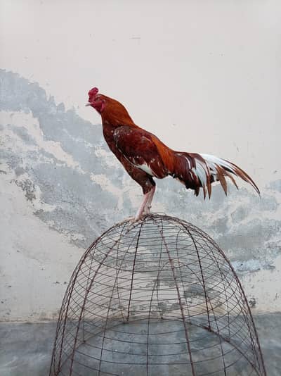 High quality fiter murga for seal