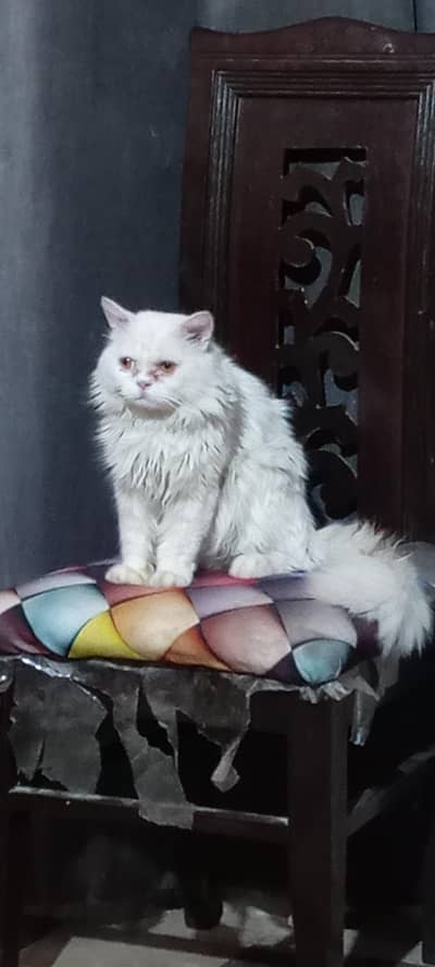 Persian male White punch