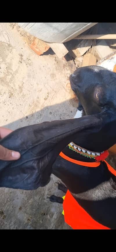 dasi phath 2dant fresh 1kg subha dhood 1kg sham hight 34 03261625706