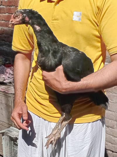 high quality long height female with one chick 03350661457