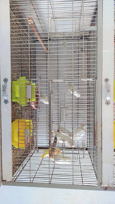 Albino red eyes with DNA for sale