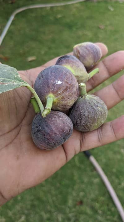 15 KVA TOYOTA INDUS ENGINE  GENERATOR