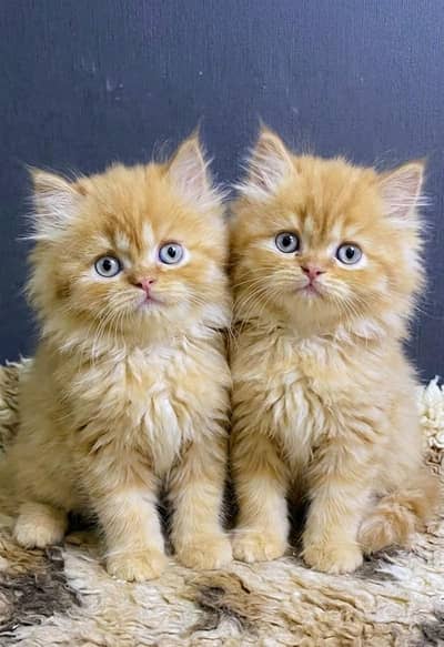 triple coated Persian kittens