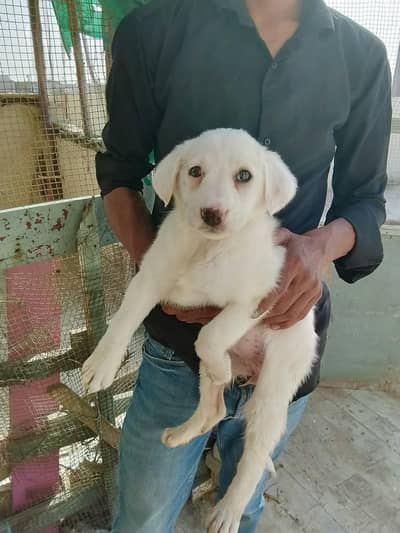 2 months puppy dog 03128886987 WhatsApp