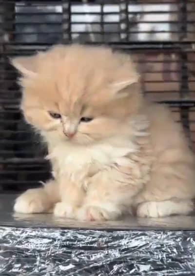 Quality Persian Punch face cat & kitten= Mor 03205959094=WhatsApp