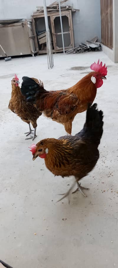 1 Golden Murga and 2 Desi Murgiya For Sale