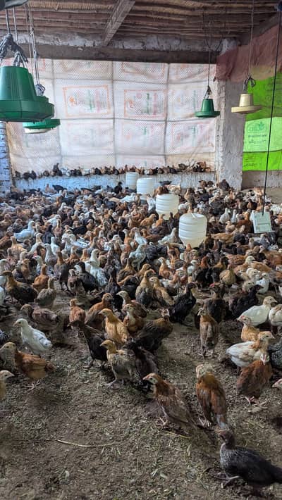 golden misri chicks for sale 900 per kg