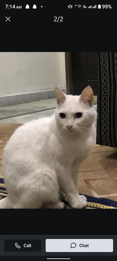 persion cat for sale