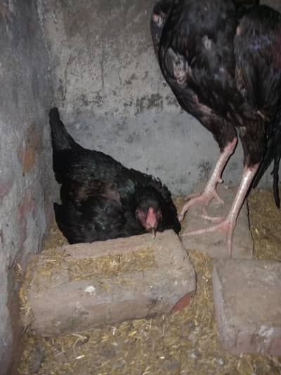 Kurak Aseel mianwali murghi with her 18 eggs