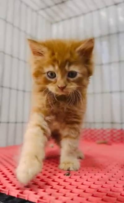 Persian cat triple cod for sale,my WhatsApp 03265565734