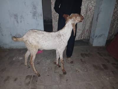 kassi bakra ha full active