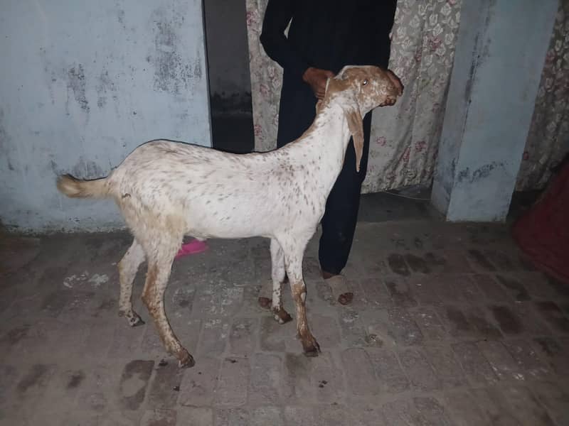 kassi bakra ha full active 0