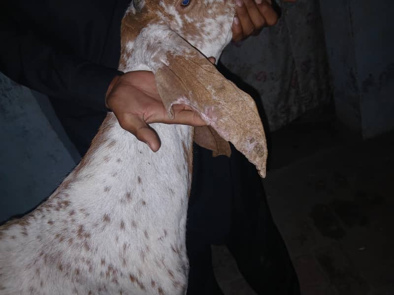 kassi bakra ha full active 1