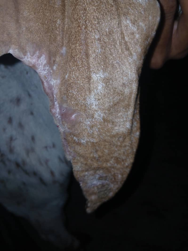 kassi bakra ha full active 2