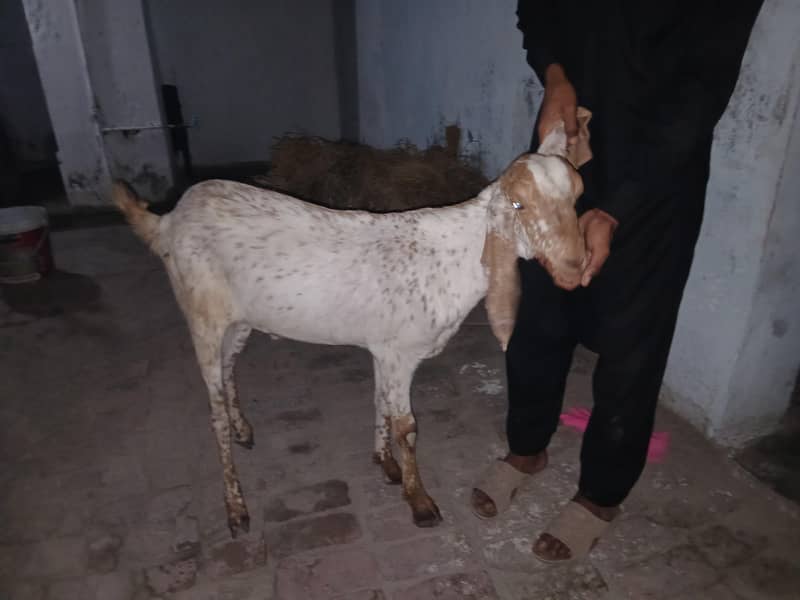 kassi bakra ha full active 3