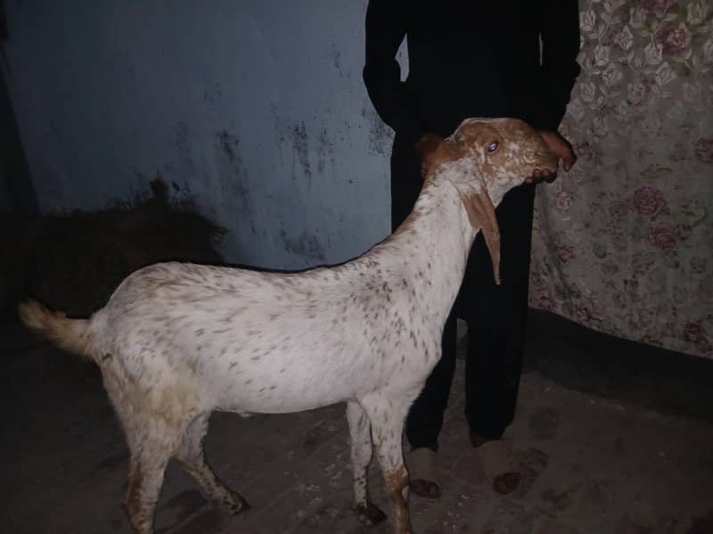 kassi bakra ha full active 4