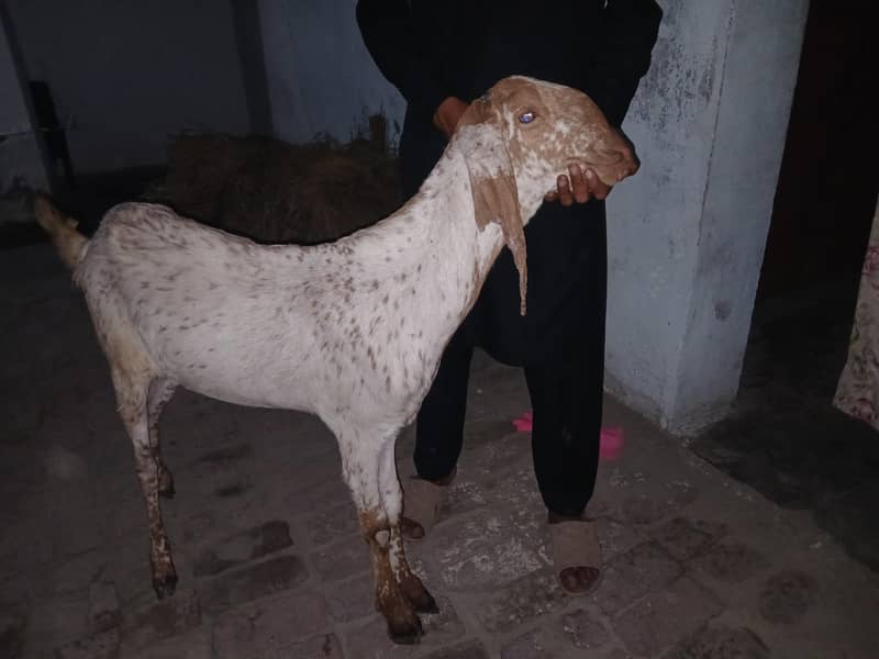 kassi bakra ha full active 5