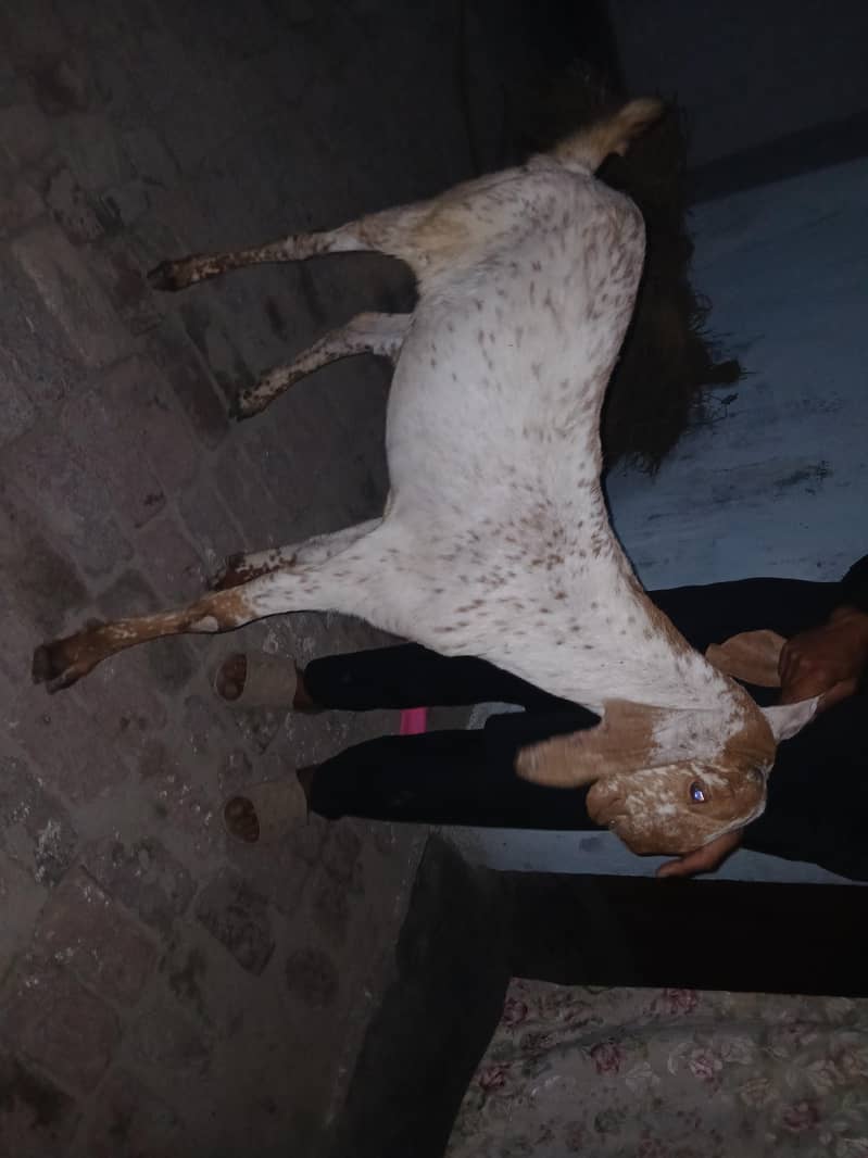 kassi bakra ha full active 6