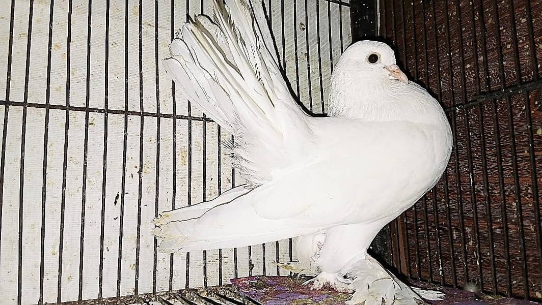 لکے فینسی کبوترز 0