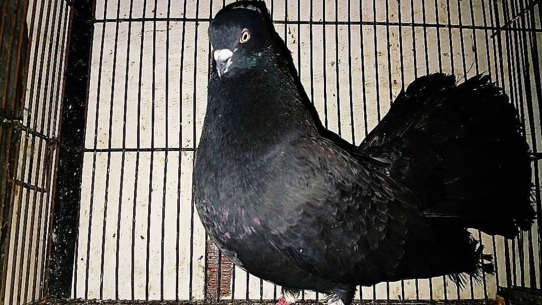 لکے فینسی کبوترز 1