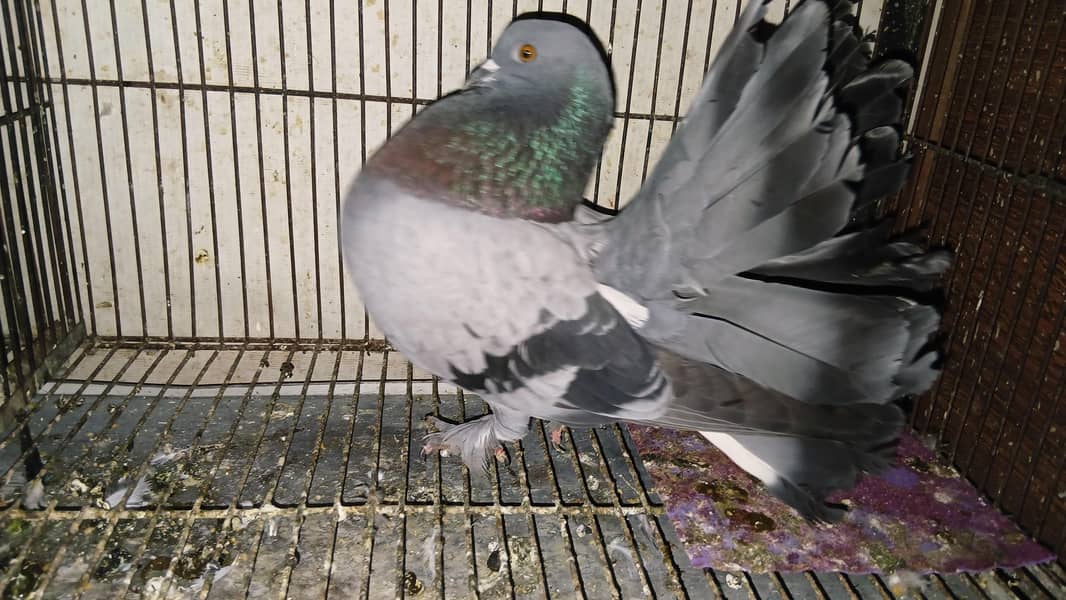 لکے فینسی کبوترز 2