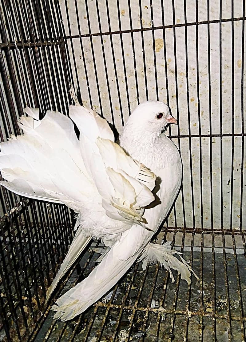 لکے فینسی کبوترز 3