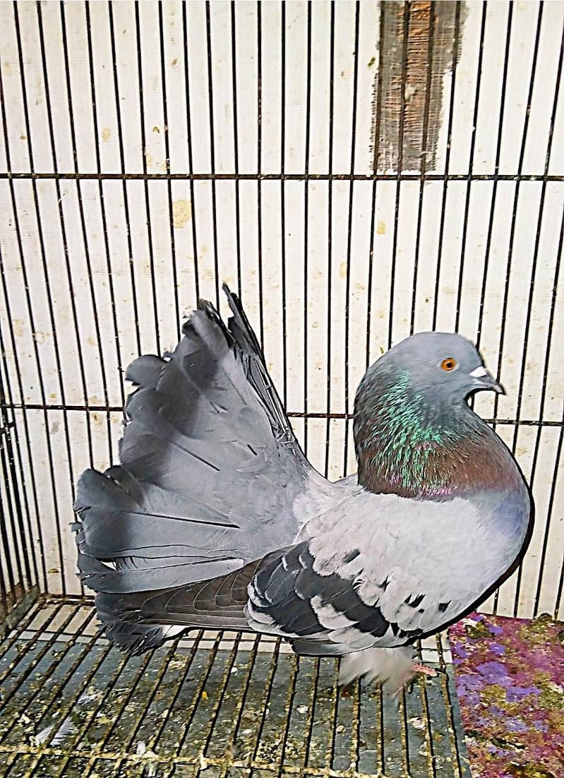 لکے فینسی کبوترز 4