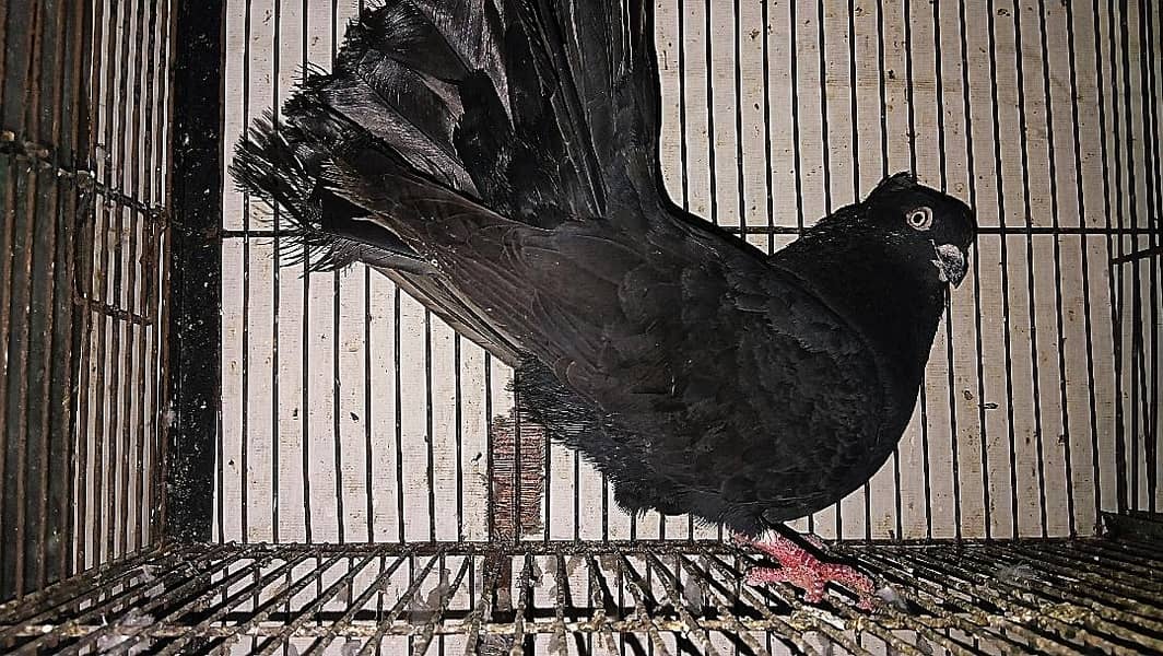 لکے فینسی کبوترز 5