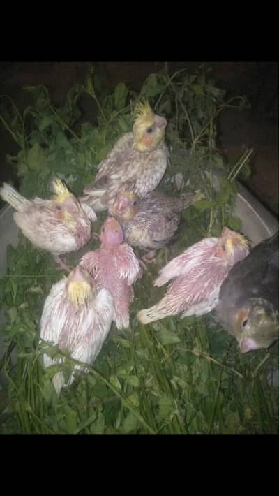 cocktail baby for sale one piece price 1500