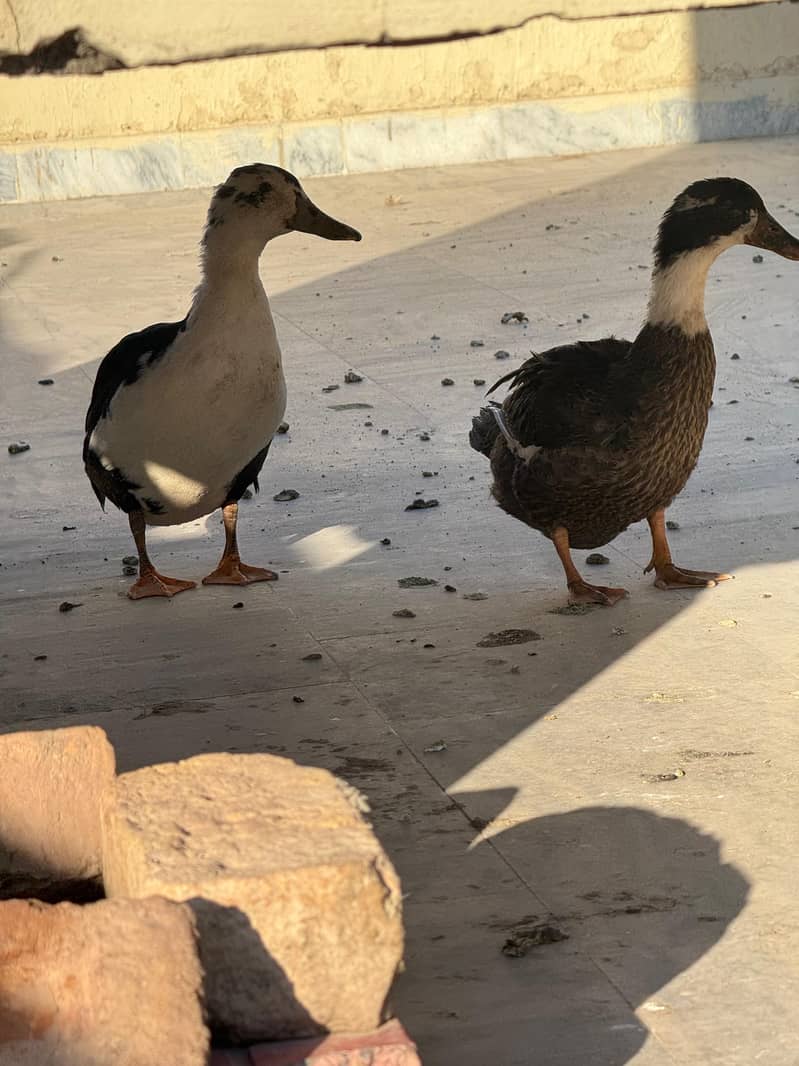 Ducks Available 0