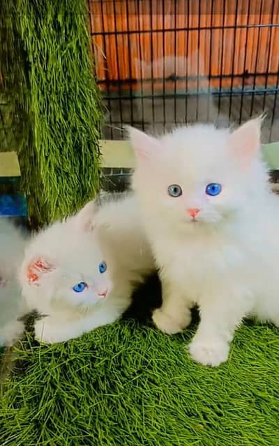 Persian cat triple cod for sale,my WhatsApp 03265565734