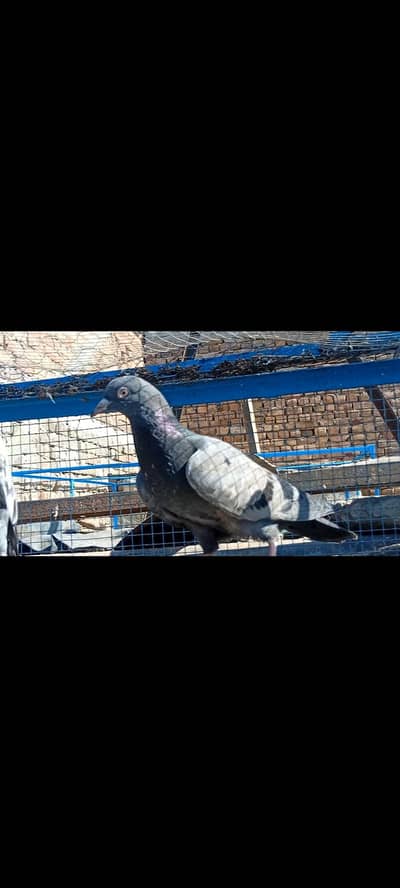 kala zerla bacha hai urgent for sale garenty ka sat