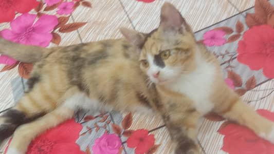 4 months old brown cat