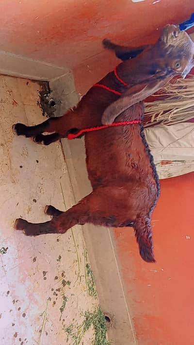 Bakra for sale age 2 months bacha bht acha haii