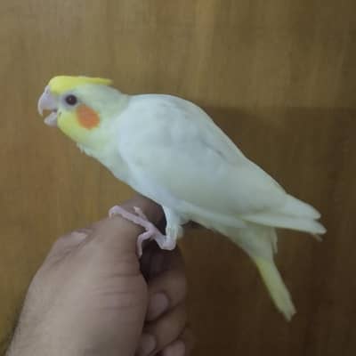 Cockatiel / cocktail / chick for hand tame fly tame