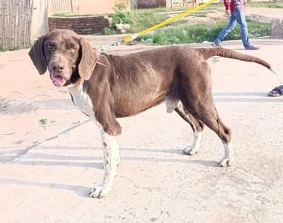 Pointer male for sale