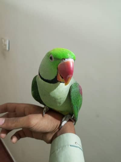 raw parrot male