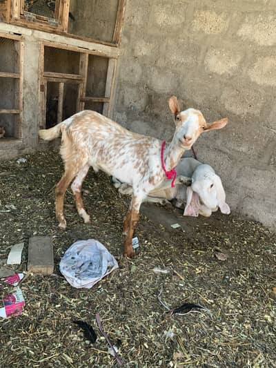 Bakra and bakri