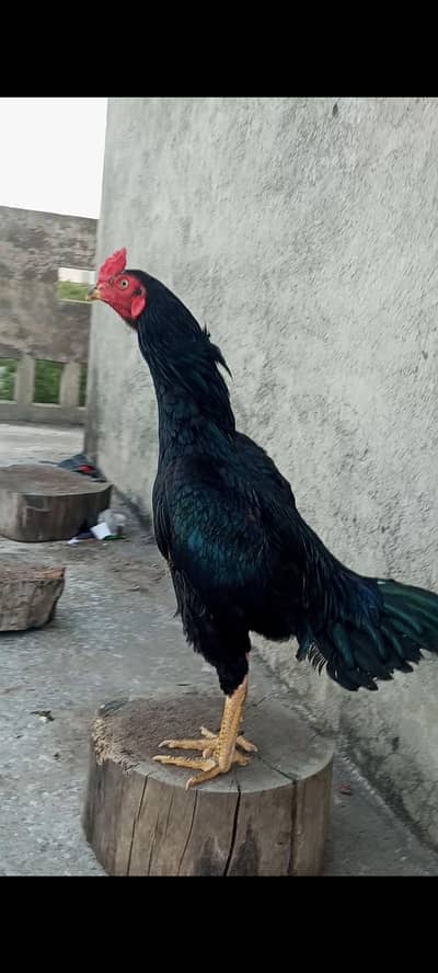 pure mushka full black 2 mushka pathai ur 2 pathi heeri and tetri for